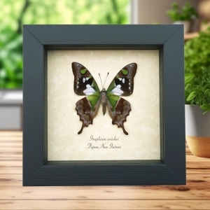 Graphium weiskei Verso Purple Spotted Swallowtail Butterfly Framed Taxidermy