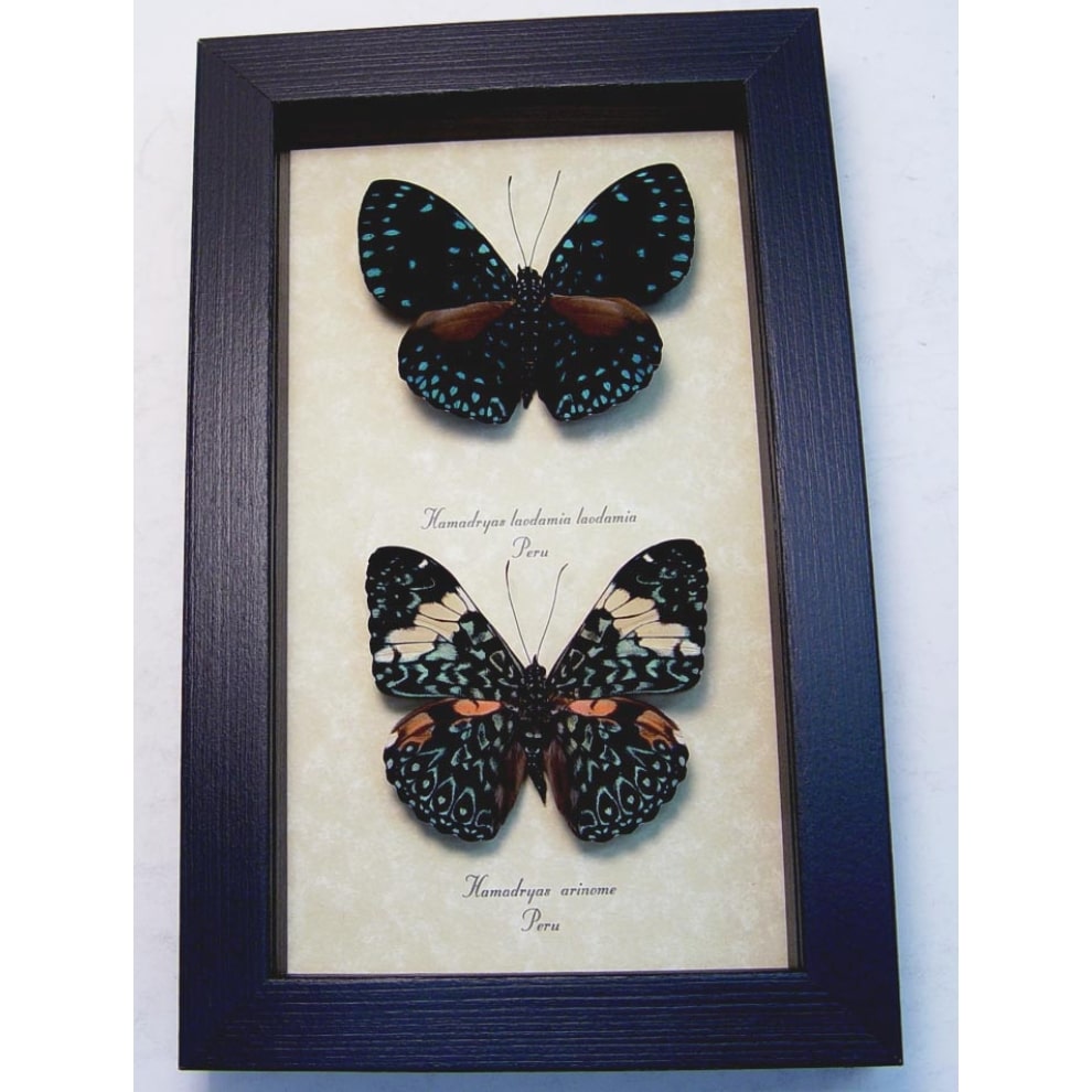 Hamadryas Set Starry Night Butterflies Framed Taxidermy Display