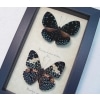 Hamadryas Set Starry Night Butterflies Framed Taxidermy Display
