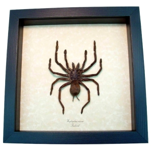 Haplopelma minax Tarantula Spider Real Framed Taxidermy Display