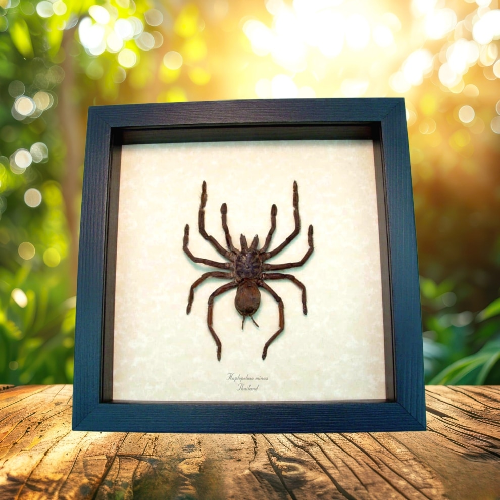 Haplopelma minax Tarantula Spider Real Framed Taxidermy Display