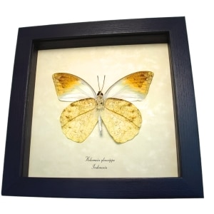 Great Orange Tip Butterfly Hebomoia glaucippe Verso Framed Taxidermy Display