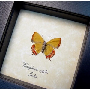 Heliophorus epicles Verso Yellow Butterfly Framed Taxidermy Display
