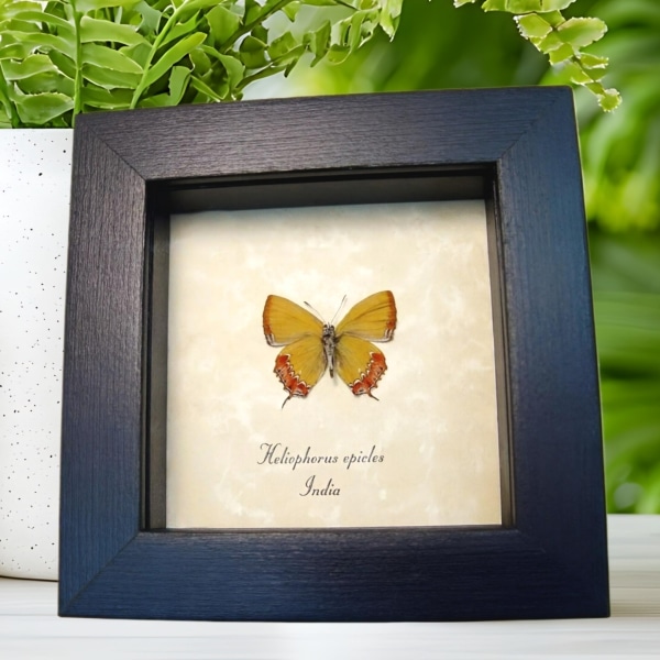 Yellow Orange Frilled Butterfly Heliophorus epicles Verso Framed Taxidermy Display