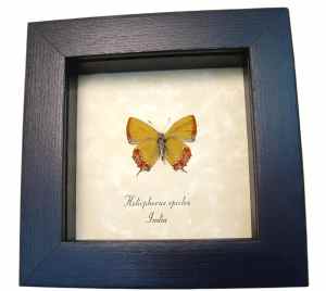 Yellow Orange Frilled Butterfly Heliophorus epicles Verso Framed Taxidermy Display