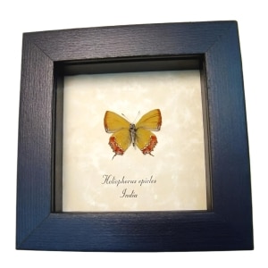 Yellow Orange Frilled Butterfly Heliophorus epicles Verso Framed Taxidermy Display