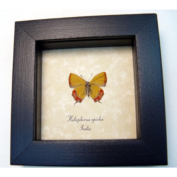 Heliophorus epicles Verso Yellow Butterfly Framed Taxidermy Display