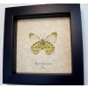 Hesperocharis nereina Verso Dartwhite Butterfly Framed Taxidermy Display