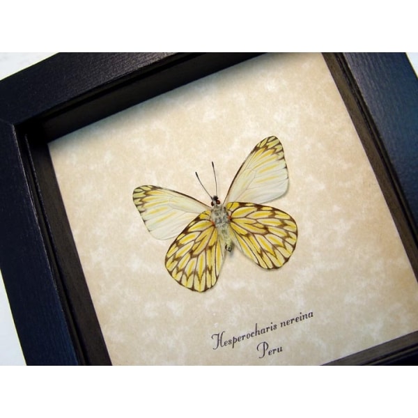 Hesperocharis nereina Verso Dartwhite Butterfly Framed Taxidermy Display