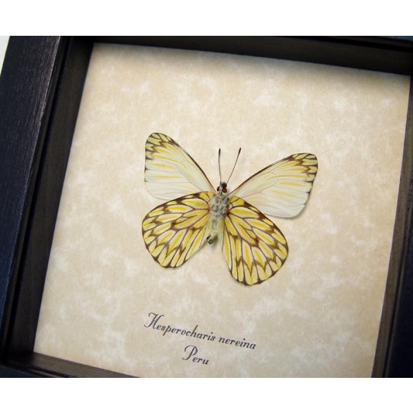 Hesperocharis nereina Verso Dartwhite Butterfly Framed Taxidermy Display