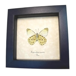 Framed Dartwhite Butterfly Hesperocharis nereina Verso Taxidermy Display