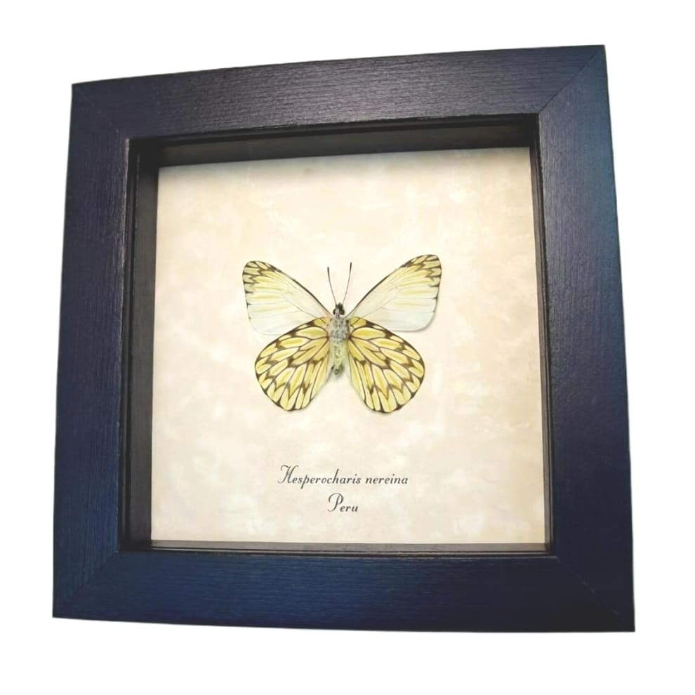 Framed Dartwhite Butterfly Hesperocharis nereina Verso Taxidermy Display