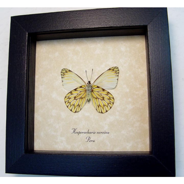 Hesperocharis nereina Verso Dartwhite Butterfly Framed Taxidermy Display