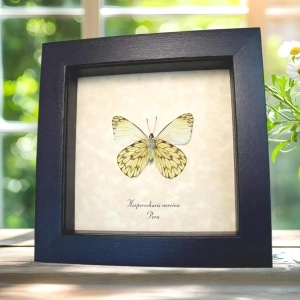 Framed Dartwhite Butterfly Hesperocharis nereina Verso Taxidermy Display