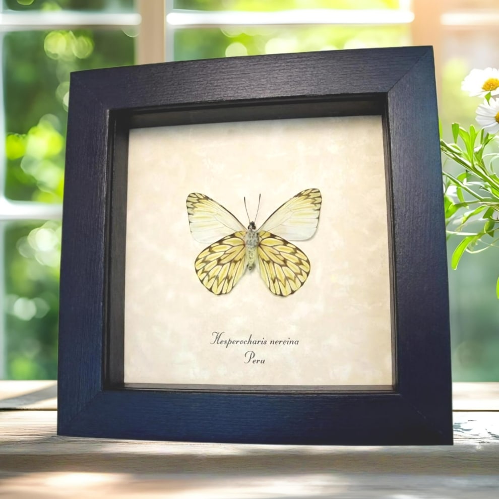Framed Dartwhite Butterfly Hesperocharis nereina Verso Taxidermy Display