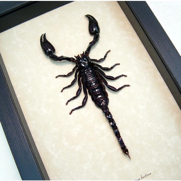 Real Framed Scorpion Heterometrus laoticus Insect Taxidermy Display