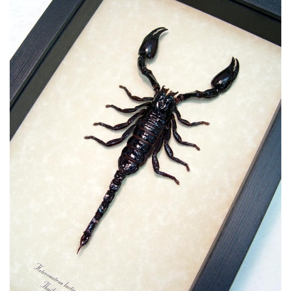 Real Framed Scorpion Heterometrus laoticus Insect Taxidermy Display