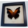 Historis odius orion Cecropian Butterfly Framed Taxidermy Display