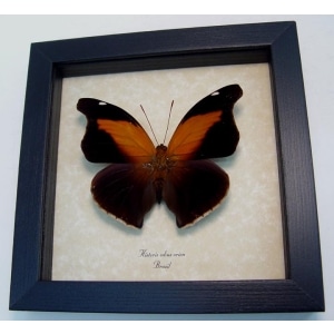 Historis odius orion Cecropian Butterfly Framed Taxidermy Display