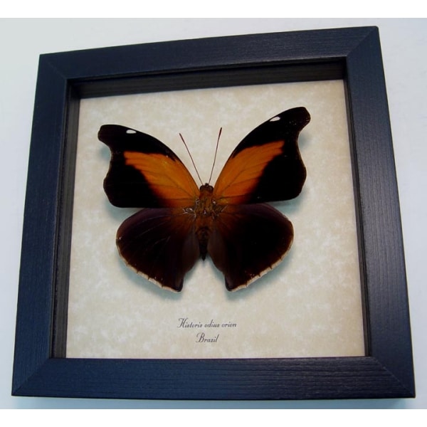 Historis odius orion Cecropian Butterfly Framed Taxidermy Display