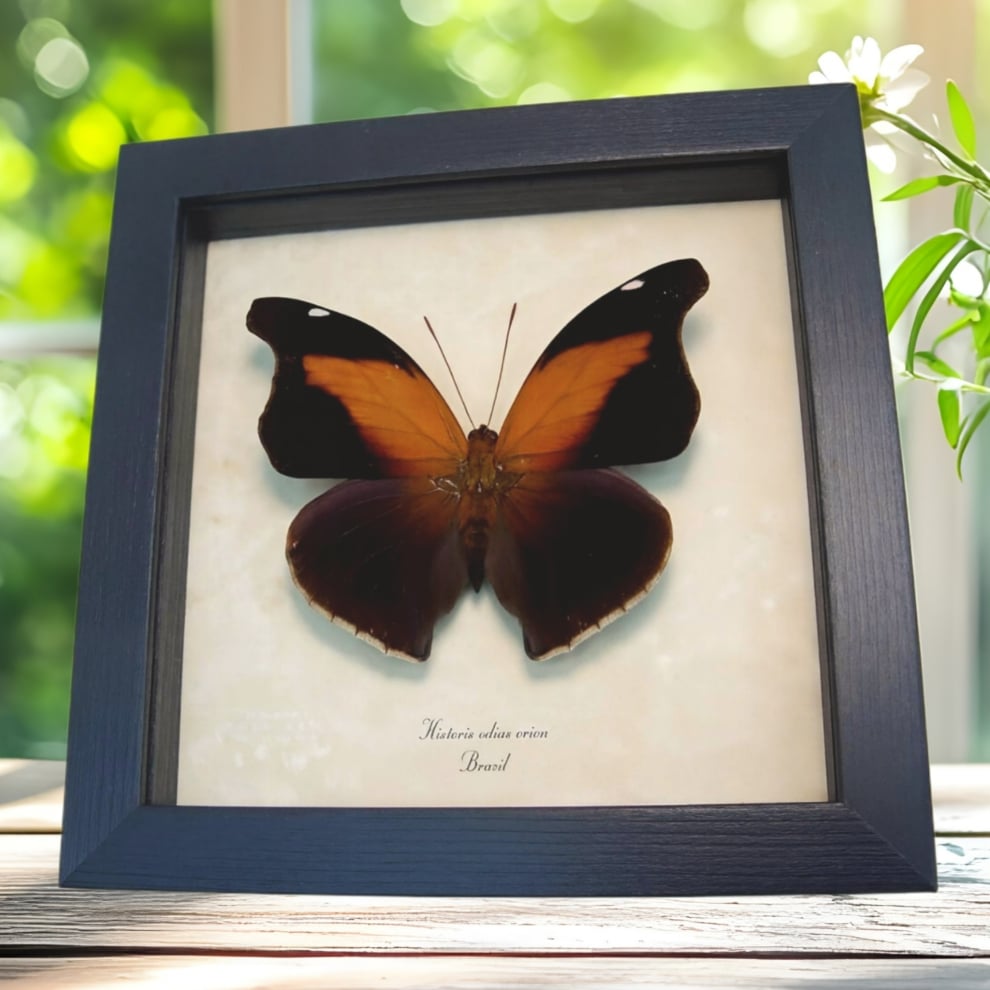 Real Orion Cecropian Butterfly Historis odius Framed Taxidermy Display Real Orion Cecropian Butterfly Historis odius Framed Taxidermy Display