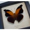 Historis odius orion Cecropian Butterfly Framed Taxidermy Display