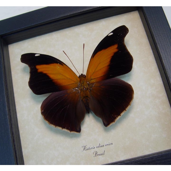 Historis odius orion Cecropian Butterfly Framed Taxidermy Display