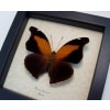 Historis odius orion Cecropian Butterfly Framed Taxidermy Display