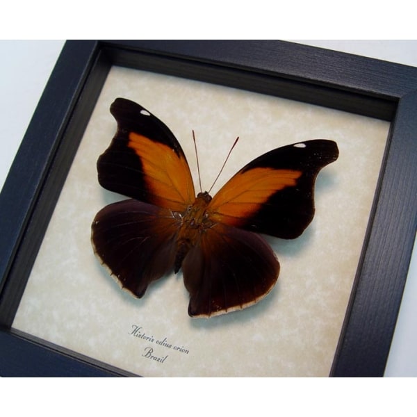 Historis odius orion Cecropian Butterfly Framed Taxidermy Display