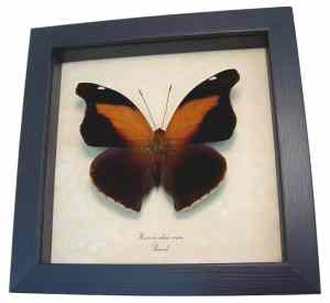 Real Orion Cecropian Butterfly Historis odius Framed Taxidermy Display