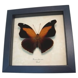 Real Orion Cecropian Butterfly Historis odius Framed Taxidermy Display
