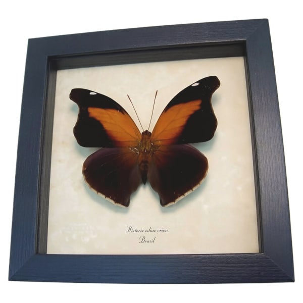 Real Orion Cecropian Butterfly Historis odius Framed Taxidermy Display