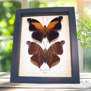 Real Orion Cecropian Butterflies Historis odius Set Framed Taxidermy Display