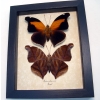 Historis odius orion Set Cecropian Butterfly Framed Taxidermy Display