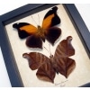 Historis odius orion Set Cecropian Butterfly Framed Taxidermy Display
