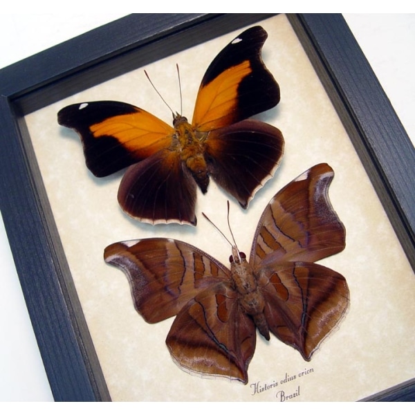 Historis odius orion Set Cecropian Butterfly Framed Taxidermy Display