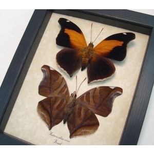 Historis odius orion Set Cecropian Butterfly Framed Taxidermy Display