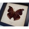 Historis odius Verso Orion Cecropian Butterfly Framed Taxidermy Display