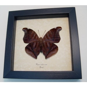 Historis odius Verso Orion Cecropian Butterfly Framed Taxidermy Display