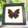 Real Orion Cecropian Butterfly Historis odius Verso Framed Taxidermy Display