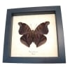 Real Orion Cecropian Butterfly Historis odius Verso Framed Taxidermy Display