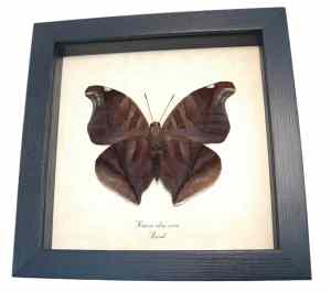 Real Orion Cecropian Butterfly Historis odius Verso Framed Taxidermy Display