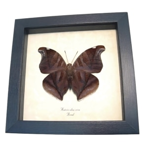 Real Orion Cecropian Butterfly Historis odius Verso Framed Taxidermy Display