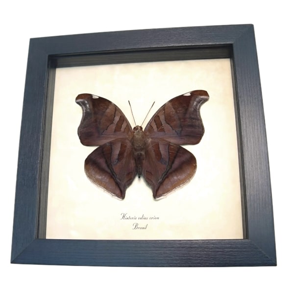 Real Orion Cecropian Butterfly Historis odius Verso Framed Taxidermy Display