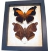 Real Orion Cecropian Butterflies Historis odius Set Framed Taxidermy Display