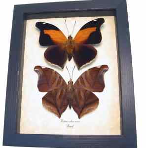 Real Orion Cecropian Butterflies Historis odius Set Framed Taxidermy Display