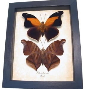 Real Orion Cecropian Butterflies Historis odius Set Framed Taxidermy Display