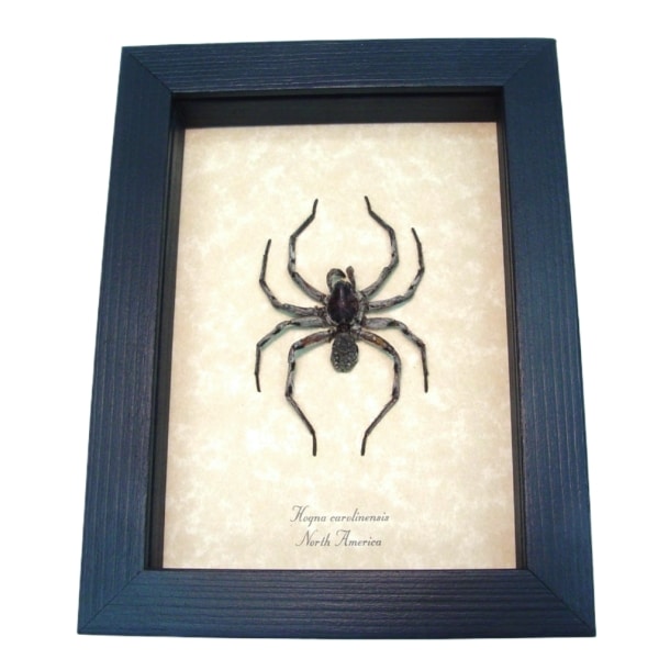Real Framed Carolina Wolf Spider Hogna carolinensis Taxidermy Display