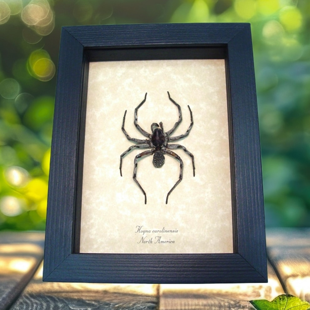 Real Framed Carolina Wolf Spider Hogna carolinensis large Taxidermy Display