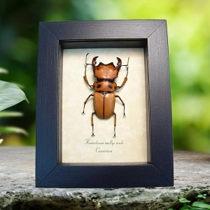 Homoderus mellyi Male Beetle Real Framed Taxidermy Display